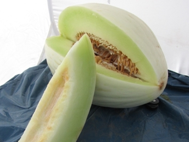 White Rind melon type 56-460 p1